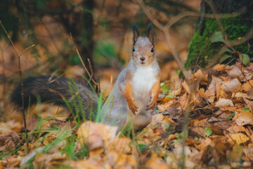 a small beautiful squirrel is looking for nuts in the autumn forest to stock up for the winter