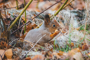 a small beautiful squirrel is looking for nuts in the autumn forest to stock up for the winter