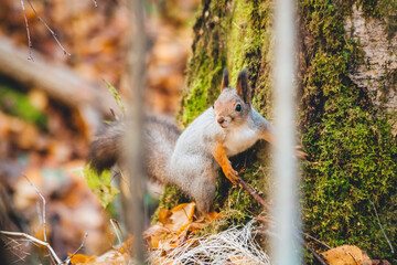 a small beautiful squirrel is looking for nuts in the autumn forest to stock up for the winter