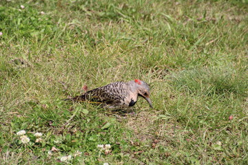 Northern Flicker On The Grass