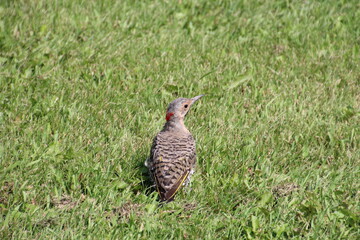 Northern Flicker In The Field