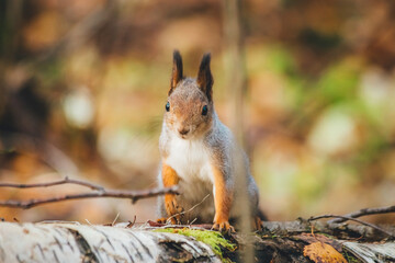 a small beautiful squirrel is looking for nuts in the autumn forest to stock up for the winter
