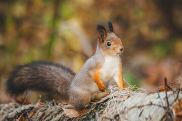 a small beautiful squirrel is looking for nuts in the autumn forest to stock up for the winter