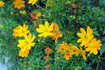 yellow flowers in the garden