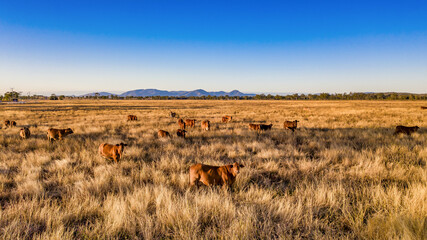 Horizontal shot of cattle in the field