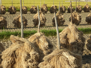 稲の天日干し