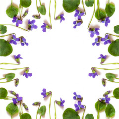 Festive frame pattern of violets on a white background