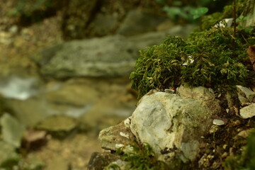 Fototapeta na wymiar green moss grows on a gray stone