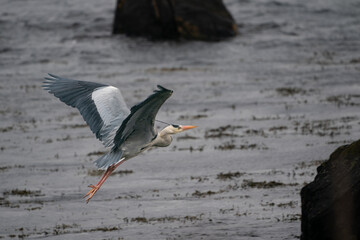 The grey heron (Ardea cinerea)