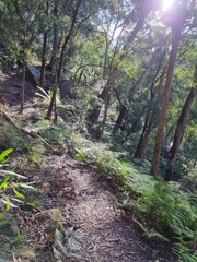Blue Mountains national park in New South Wales in summer 2022