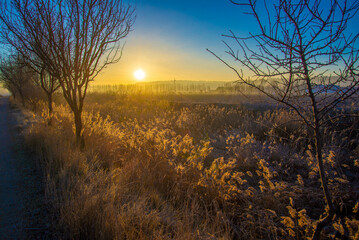 Paisaje de bosque verde oscuro Hermoso bosque con suelo cubierto de musgo y rayos del sol a través...