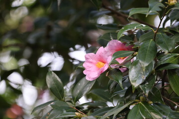 綺麗いに咲いている椿の花の写真