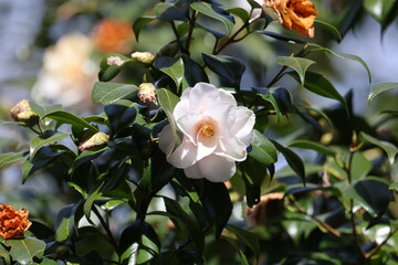 綺麗いに咲いている椿の花の写真