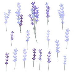 Flowers lavender on white background 