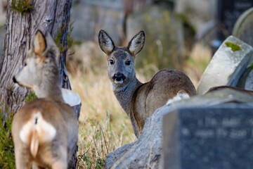 vienna, austria, 02 feb 2022, deer in the old jewish, cemetery in the graveyard wiener...
