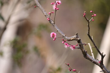 咲き始めた梅の写真
