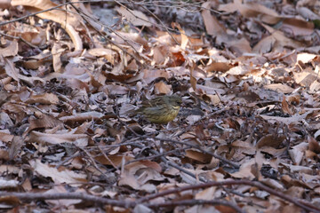 草むらで餌を探しているアオジの写真