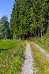 Fototapeta na wymiar Wanderweg durch den Wald im Sommer