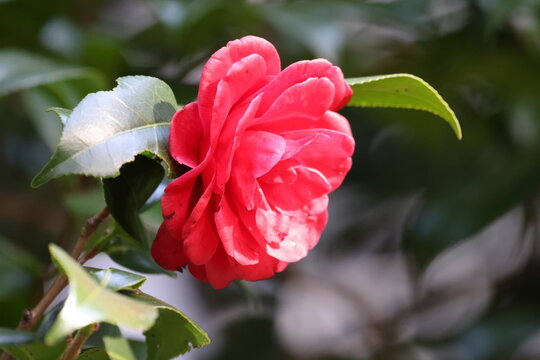 綺麗いに咲いている椿の花の写真