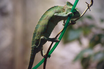 Chameleon on a branch on a blurry background  