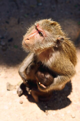 Cute monkey close-up