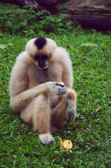 Cute monkey with fruit, Asian monkeys  