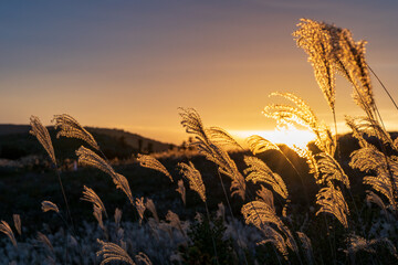 晩秋の秋吉台で黄金色に輝くススキの穂
