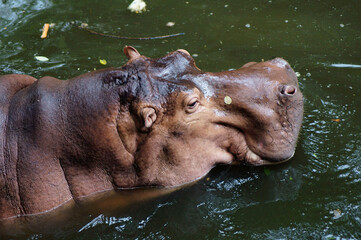 Hippo in the water close-up 