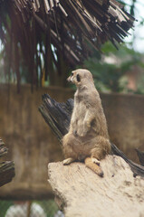 Cute meerkat close-up on a landscape background