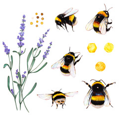 Honey bees, pollen and lavender clipart - obrazy, fototapety, plakaty