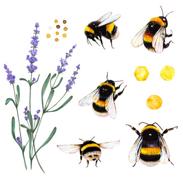 Honey bees, pollen and lavender clipart