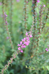 Beautiful pink flowers in the park garden 