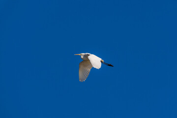 冬の干潟を飛翔する白鷺