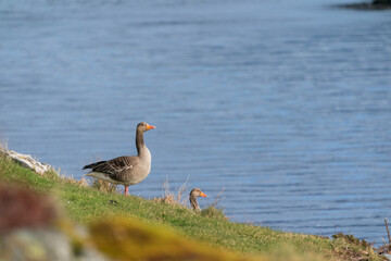 The Greylag Goose (Anser anser)
