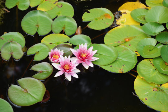 Beautiful pink water lilies blooming in the pond close-up, natural floral botanical background