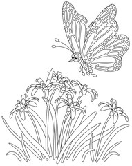Spotted butterfly Danaid Monarch flying over beautiful wildflowers on a field, black and white outline vector cartoon illustration for a coloring book page
