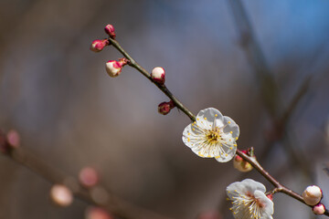 早春を告げる梅の花
