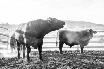 Bulls on a cold morning