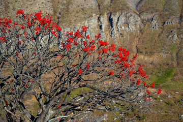 Beautiful red rowan berries in the autumn mountains.