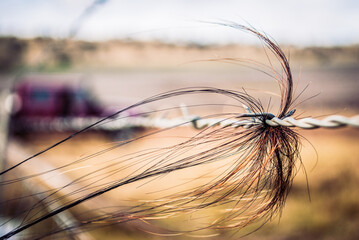 hair caught in barbed wire