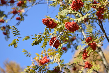 bunches of scarlet rowan against the blue sky
