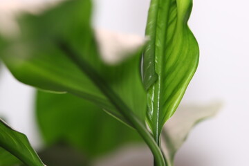 leaves green background blurred desktop wallpaper