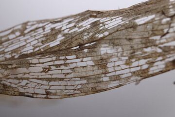 dried leaf skeleton, structure, holes