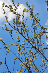 Tree with Pussy Willows and Honey Bees