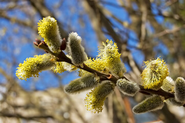 Pussy Willow at Spring