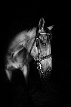 Horse in balck and white