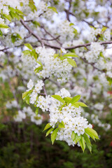 Obraz premium Spring