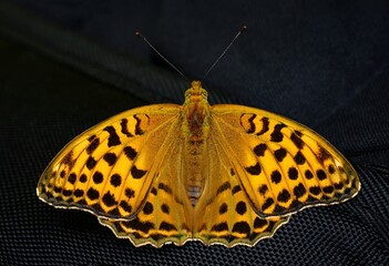 butterfly on a branch