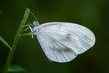 butterfly on a green leaf