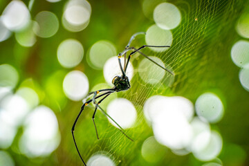 Big black spider in the wild. Black spider in its cage during the day.